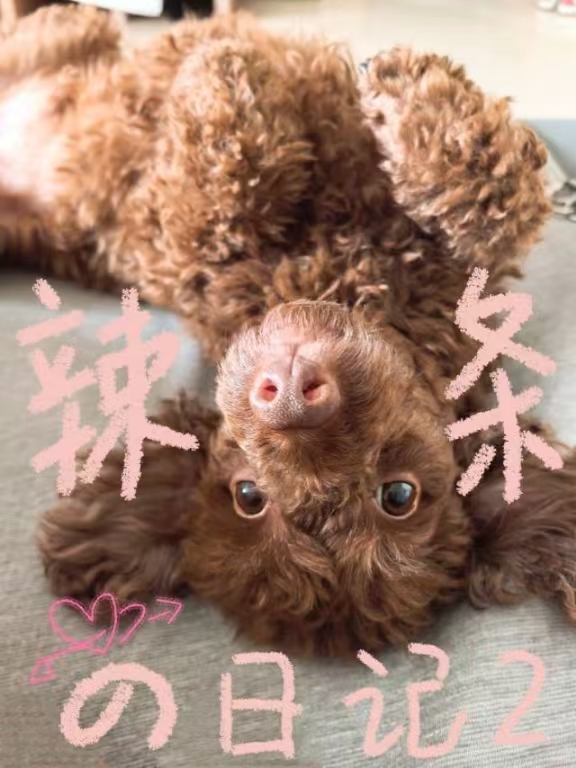 辣条的中年生活